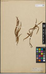 Foto von Salix humboldtiana Willd.